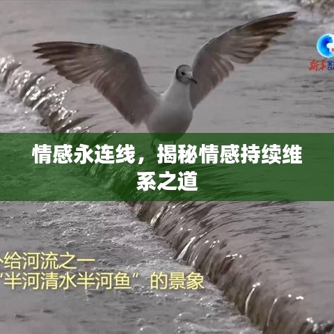 情感永連線,揭秘情感持續維系之道