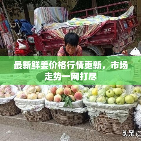 最新鮮姜價格行情更新,市場走勢一網打盡