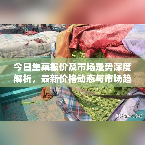 今日生菜報(bào)價(jià)及市場走勢深度解析,最新價(jià)格動(dòng)態(tài)與市場趨勢一網(wǎng)打盡