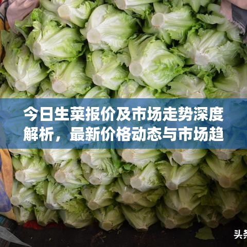 今日生菜報價及市場走勢深度解析,最新價格動態與市場趨勢一網打盡