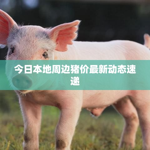 今日本地周邊豬價最新動態速遞