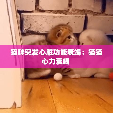 貓咪突發心臟功能衰竭:貓貓心力衰竭