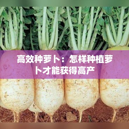 高效種蘿卜:怎樣種植蘿卜才能獲得高產