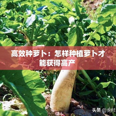 高效種蘿卜:怎樣種植蘿卜才能獲得高產(chǎn)