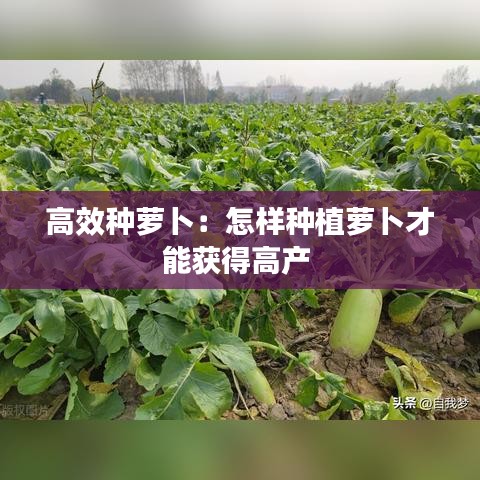 高效種蘿卜:怎樣種植蘿卜才能獲得高產(chǎn)