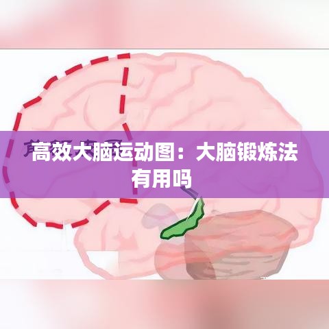 高效大腦運(yùn)動(dòng)圖:大腦鍛煉法有用嗎