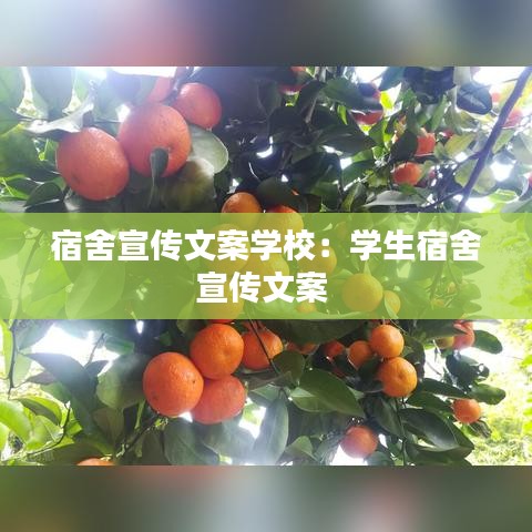 宿舍宣傳文案學(xué)校:學(xué)生宿舍宣傳文案