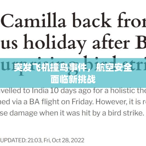 突發飛機撞鳥事件，航空安全面臨新挑戰