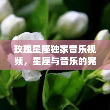 玫瑰星座獨(dú)家音樂(lè)視頻,星座與音樂(lè)的完美交融