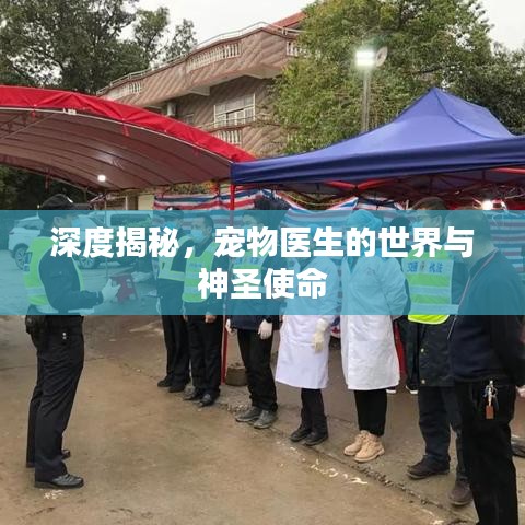 深度揭秘,寵物醫(yī)生的世界與神圣使命