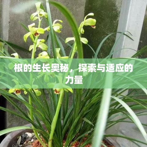 根的生長奧秘，探索與適應(yīng)的力量