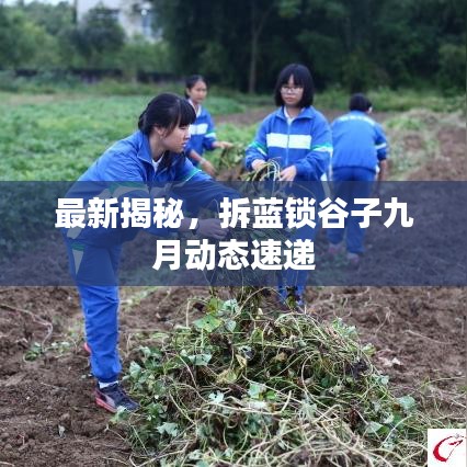 最新揭秘,拆藍(lán)鎖谷子九月動(dòng)態(tài)速遞