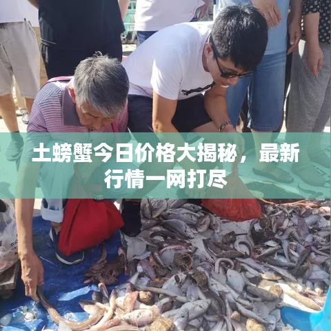 土螃蟹今日價(jià)格大揭秘,最新行情一網(wǎng)打盡