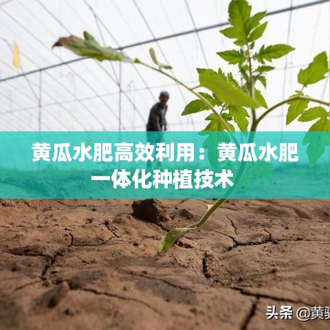 黃瓜水肥高效利用:黃瓜水肥一體化種植技術