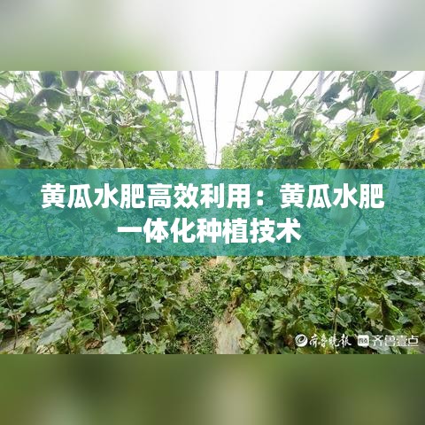 黃瓜水肥高效利用:黃瓜水肥一體化種植技術