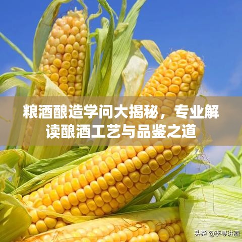 糧酒釀造學(xué)問大揭秘,專業(yè)解讀釀酒工藝與品鑒之道