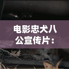 電影忠犬八公宣傳片:電影忠犬八公國語在線觀看完整