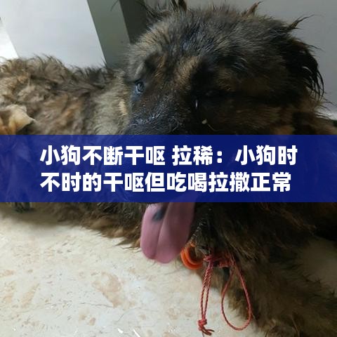 小狗不斷干嘔 拉稀:小狗時不時的干嘔但吃喝拉撒正常