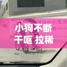 小狗不斷干嘔 拉稀:小狗時不時的干嘔但吃喝拉撒正常