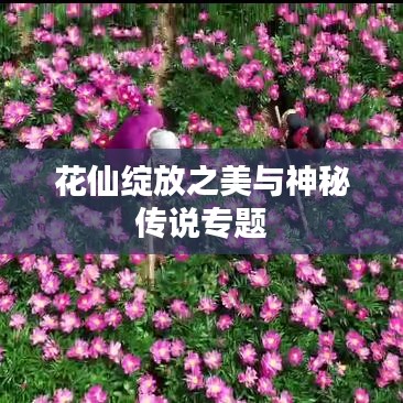 花仙綻放之美與神秘傳說專題