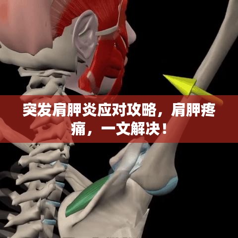 突發(fā)肩胛炎應(yīng)對攻略，肩胛疼痛，一文解決！