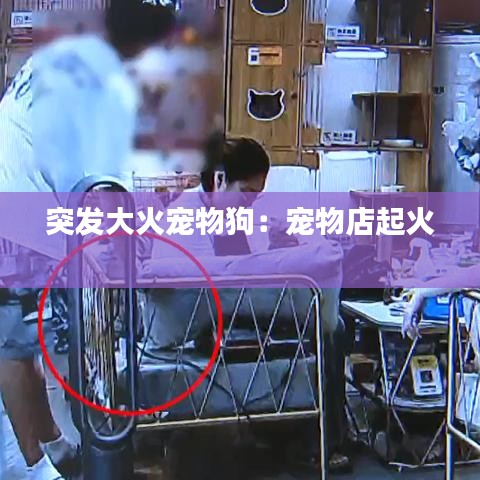 突發大火寵物狗:寵物店起火