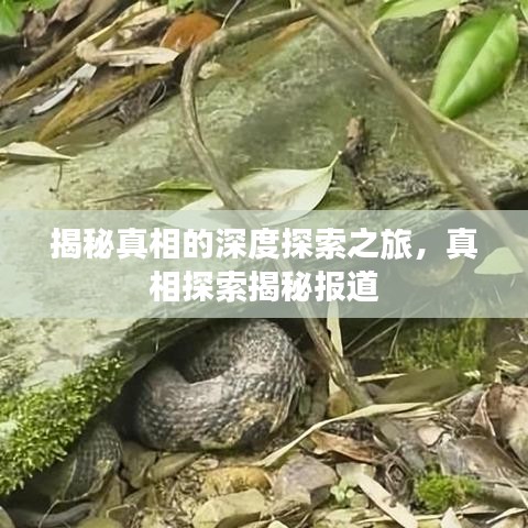 揭秘真相的深度探索之旅,真相探索揭秘報(bào)道