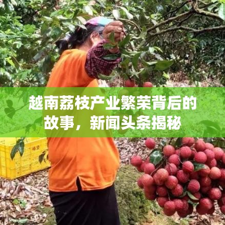 越南荔枝產業繁榮背后的故事,新聞頭條揭秘