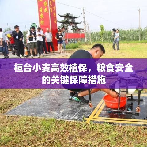 桓臺小麥高效植保,糧食安全的關鍵保障措施