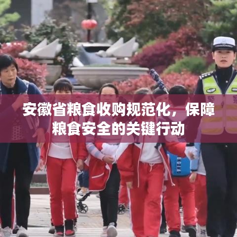 安徽省糧食收購規范化,保障糧食安全的關鍵行動