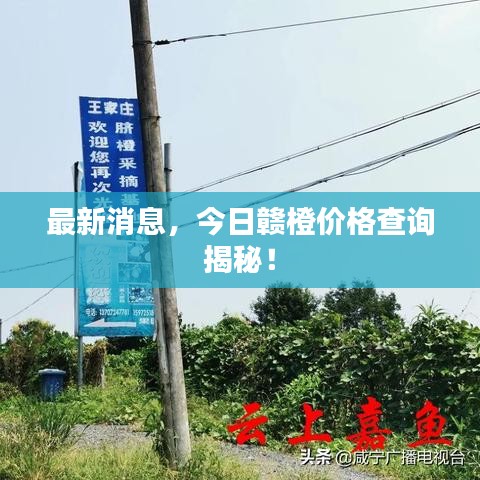 最新消息，今日贛橙價(jià)格查詢揭秘！