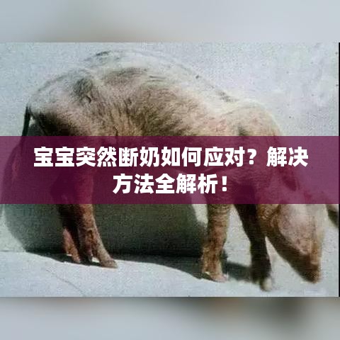 寶寶突然斷奶如何應(yīng)對(duì)?解決方法全解析!