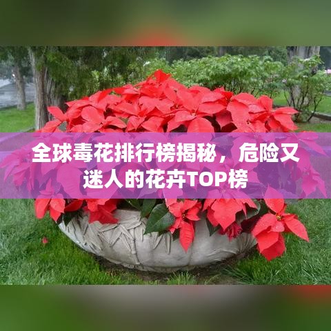 全球毒花排行榜揭秘,危險又迷人的花卉TOP榜