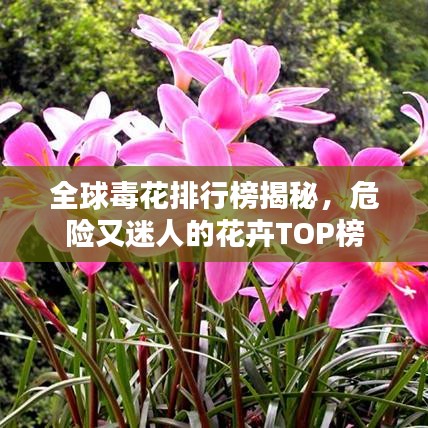 全球毒花排行榜揭秘,危險又迷人的花卉TOP榜