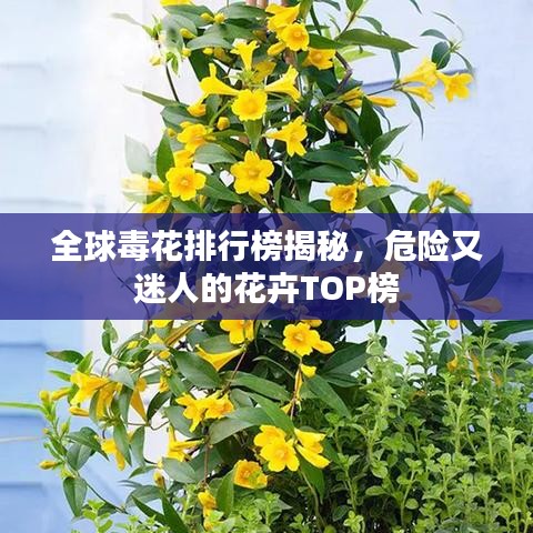 全球毒花排行榜揭秘,危險又迷人的花卉TOP榜
