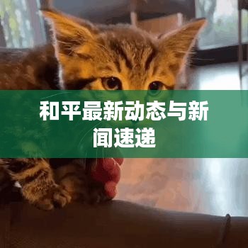 和平最新動態與新聞速遞