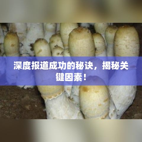 深度報道成功的秘訣,揭秘關鍵因素!
