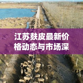 江蘇麩皮最新價(jià)格動(dòng)態(tài)與市場(chǎng)深度解析