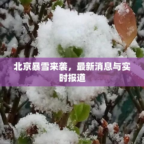 北京暴雪來襲,最新消息與實時報道