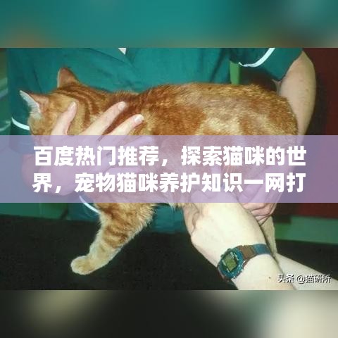 百度熱門推薦,探索貓咪的世界,寵物貓咪養護知識一網打盡