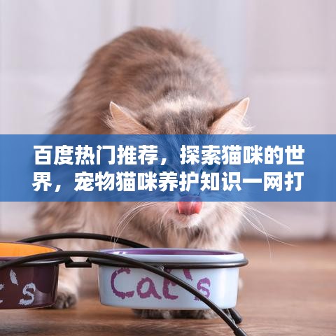 百度熱門推薦,探索貓咪的世界,寵物貓咪養護知識一網打盡