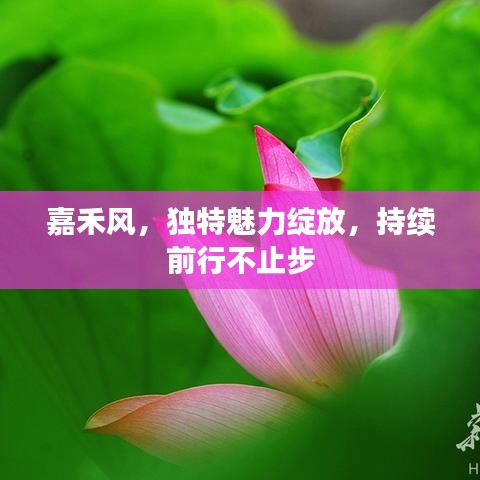 嘉禾風,獨特魅力綻放,持續前行不止步