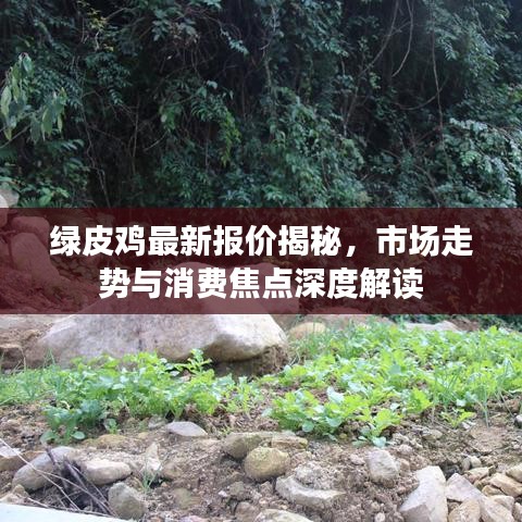 綠皮雞最新報(bào)價(jià)揭秘，市場(chǎng)走勢(shì)與消費(fèi)焦點(diǎn)深度解讀