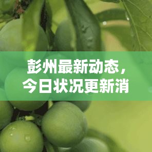 彭州最新動態,今日狀況更新消息速遞