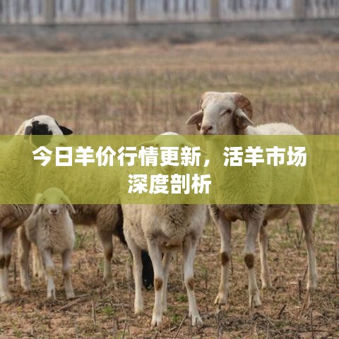 今日羊價行情更新,活羊市場深度剖析