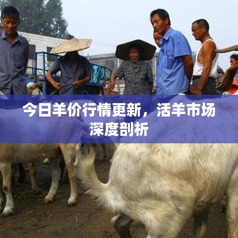 今日羊價(jià)行情更新,活羊市場深度剖析