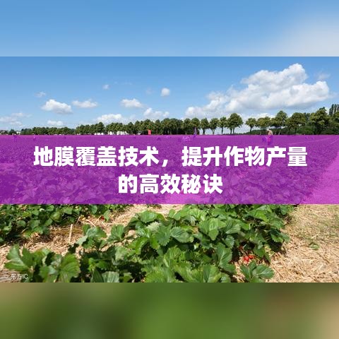 地膜覆蓋技術，提升作物產量的高效秘訣
