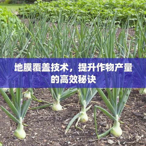 地膜覆蓋技術,提升作物產量的高效秘訣