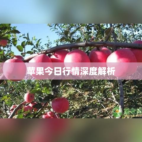 蘋果今日行情深度解析