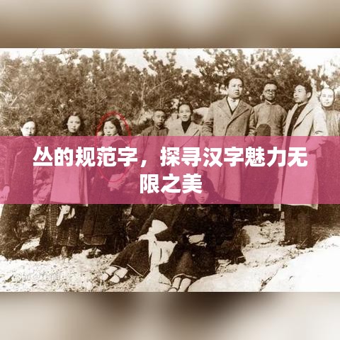 叢的規(guī)范字,探尋漢字魅力無限之美